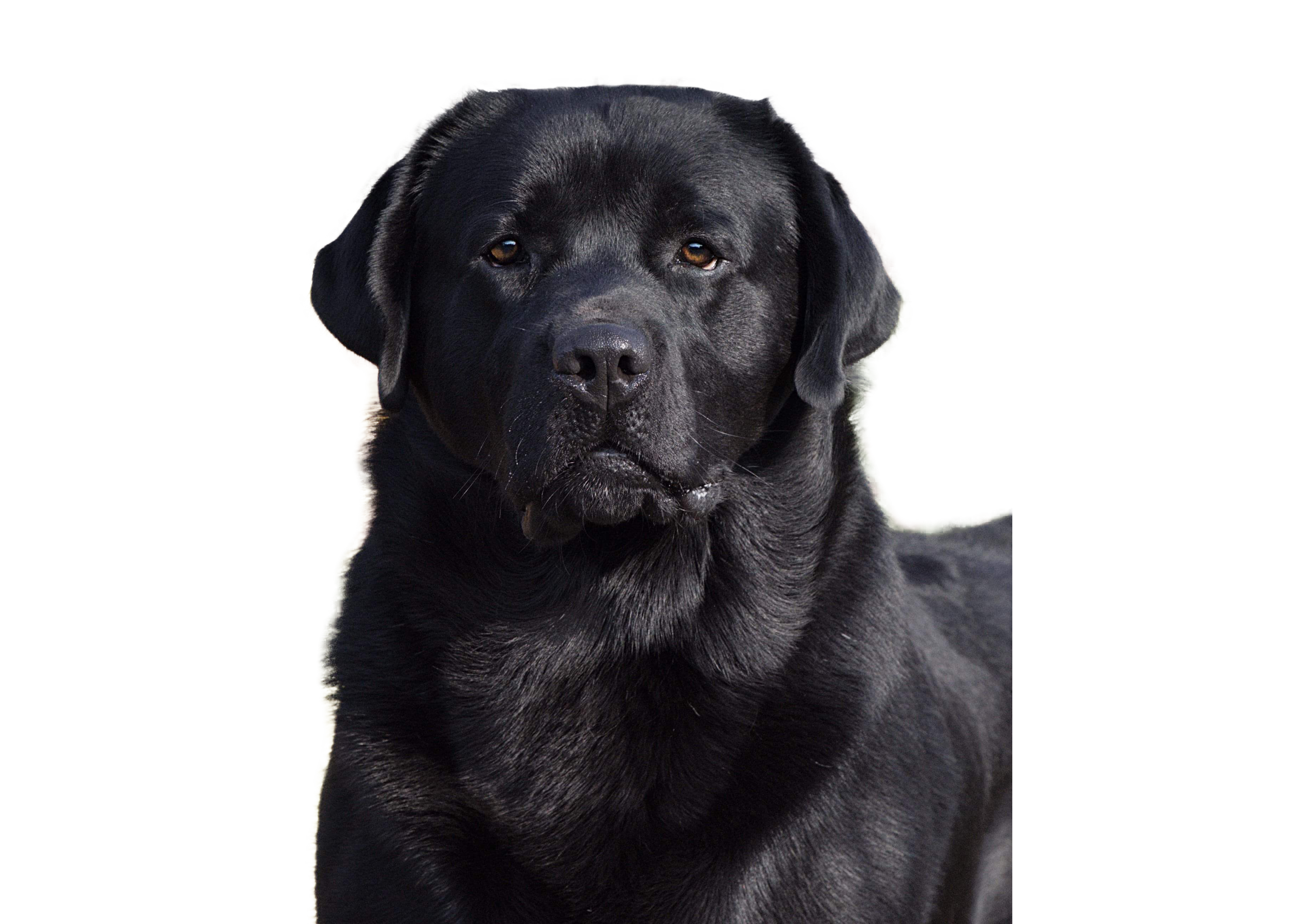 Atlantic's Cold Hard Cash — Atlantic Labrador Retrievers